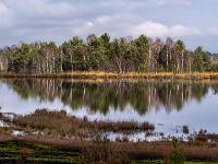 Teleblick zu Birkenwald jenseits des Moorsees